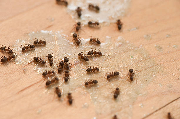 Best Cockroach Control Services  in Ramapo College Of New Jersey, NJ